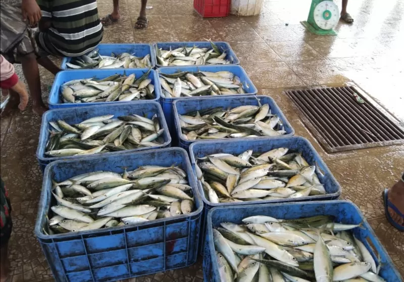 انخفاض أسعار الأسماك بالمخا بنسبة 50 بالمائة